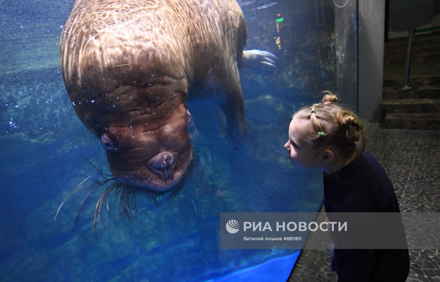 День моржа во Владивостоке