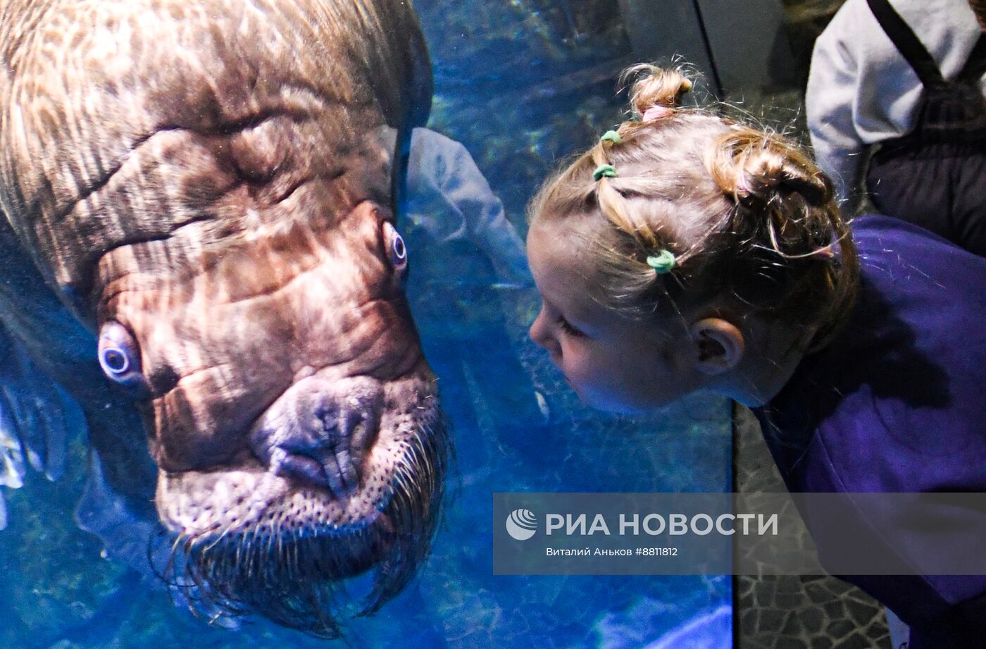 День моржа во Владивостоке