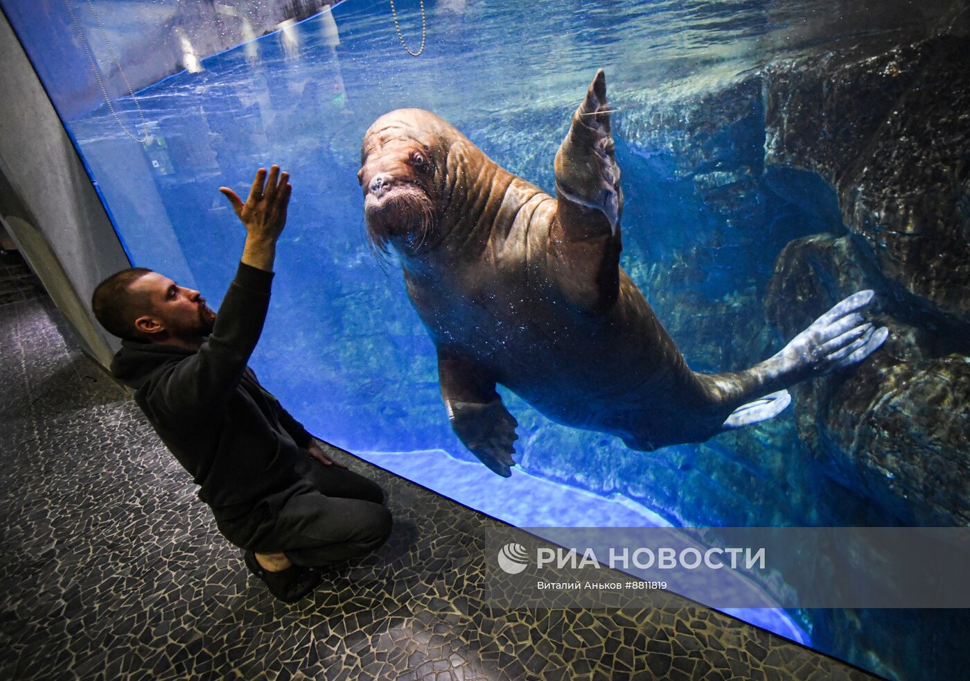 День моржа во Владивостоке