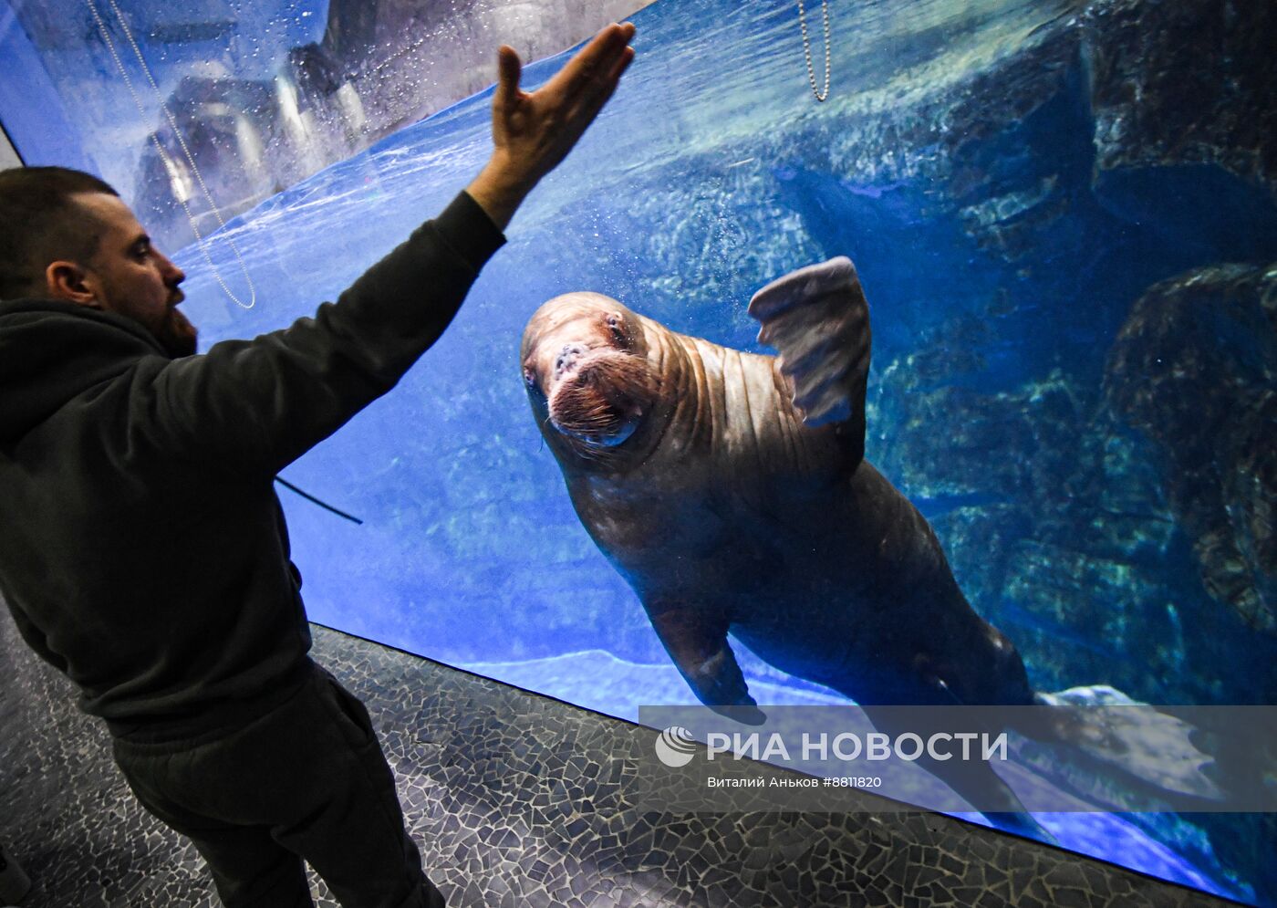 День моржа во Владивостоке