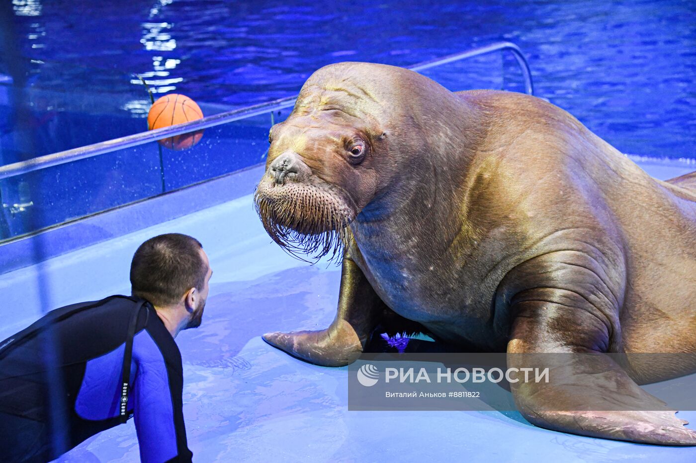 День моржа во Владивостоке