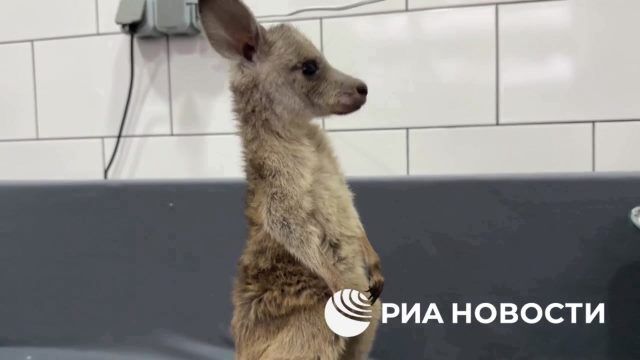 Кенгуренок в ростовском зоопарке "Малинки"