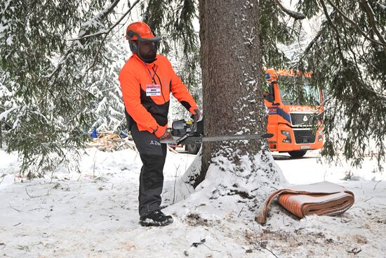 Рубка главной новогодней елки