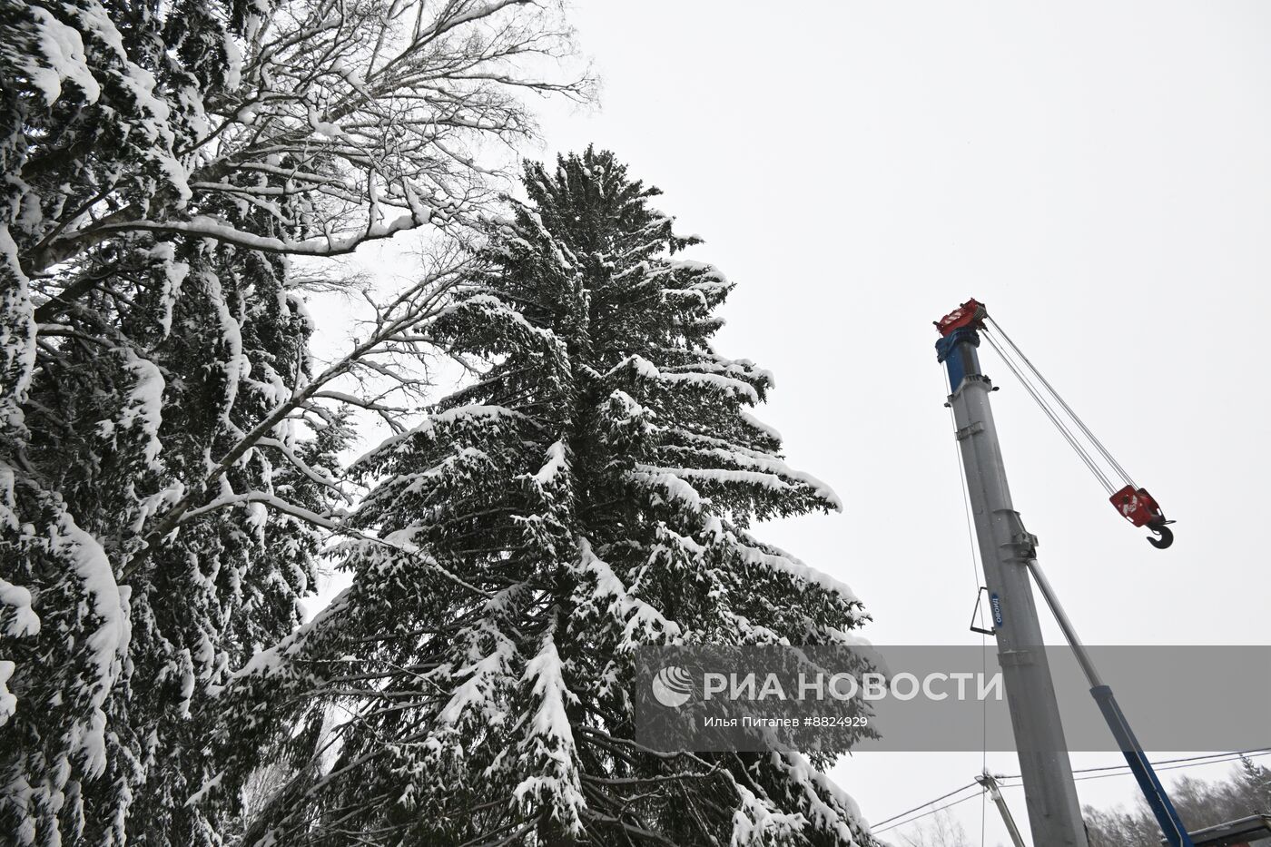 Рубка главной новогодней елки