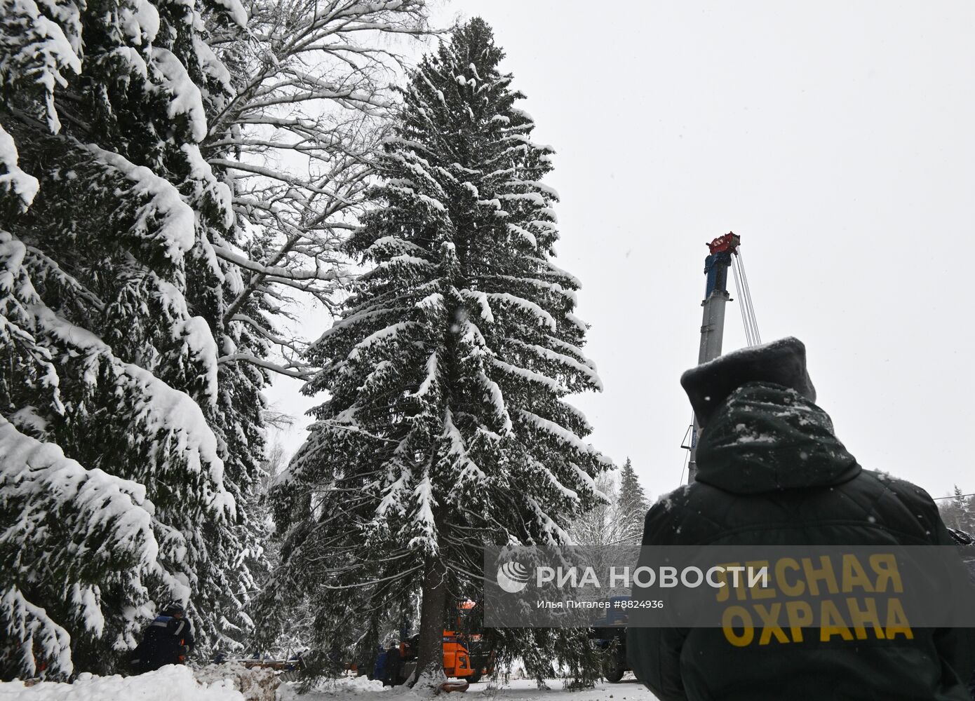 Рубка главной новогодней елки