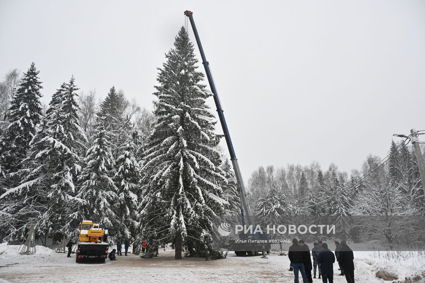 Рубка главной новогодней елки