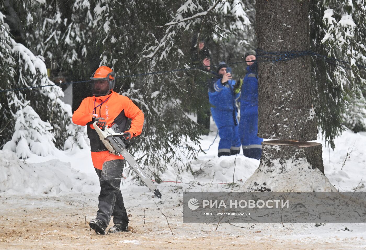 Рубка главной новогодней елки