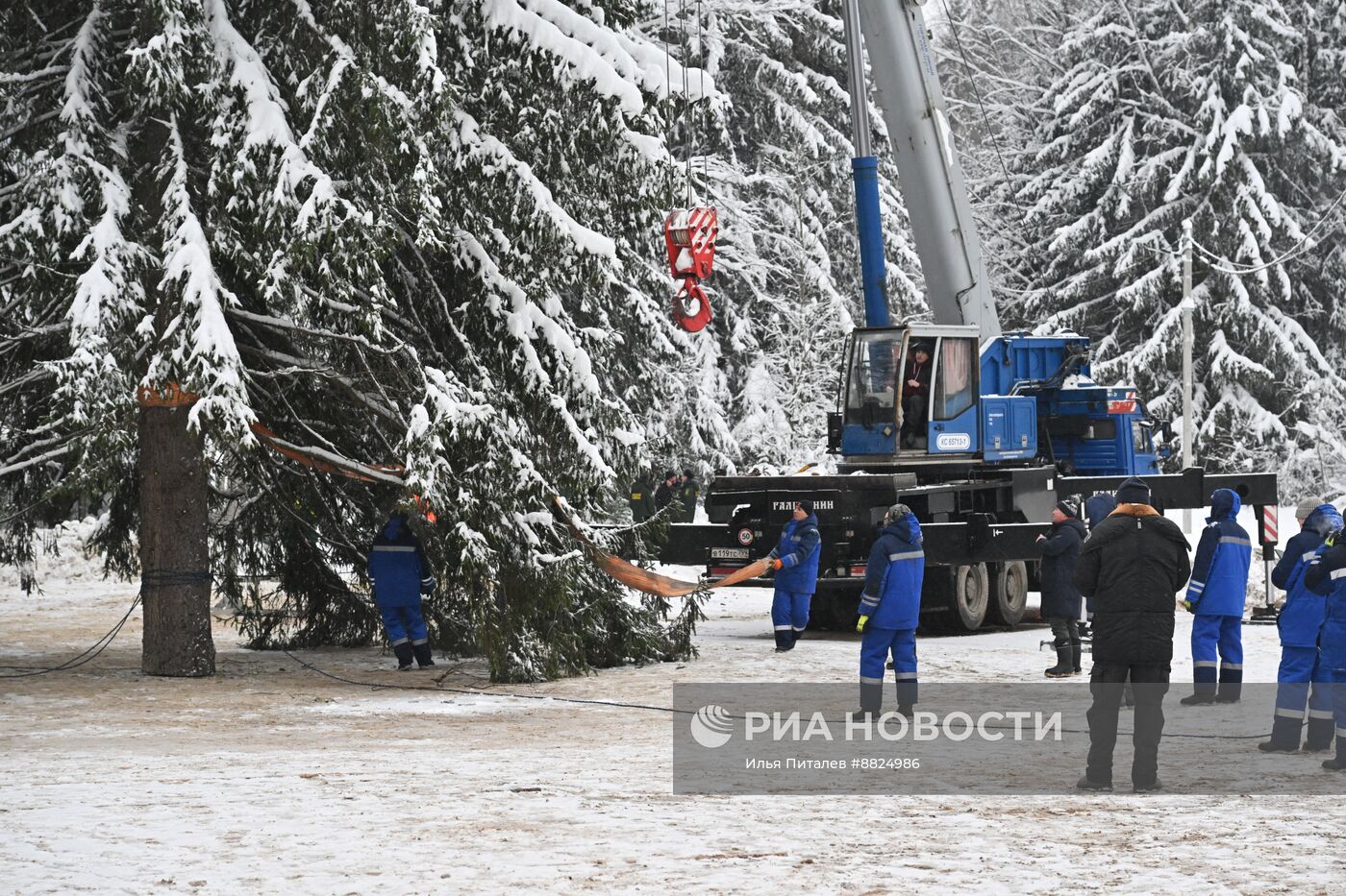 Рубка главной новогодней елки