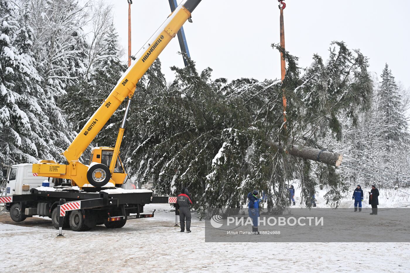 Рубка главной новогодней елки