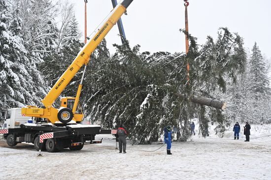 Рубка главной новогодней елки