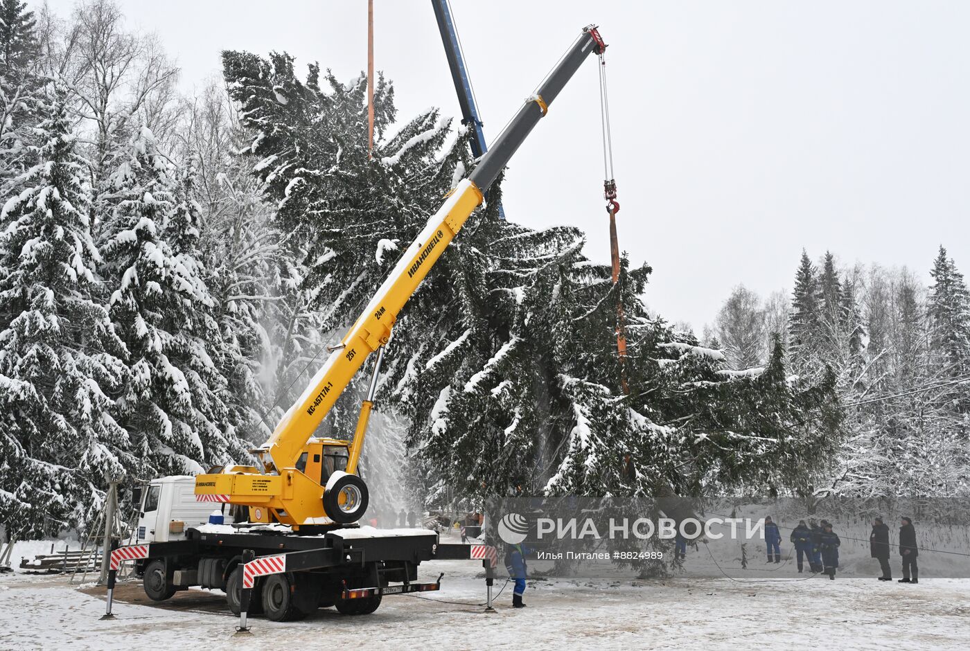 Рубка главной новогодней елки