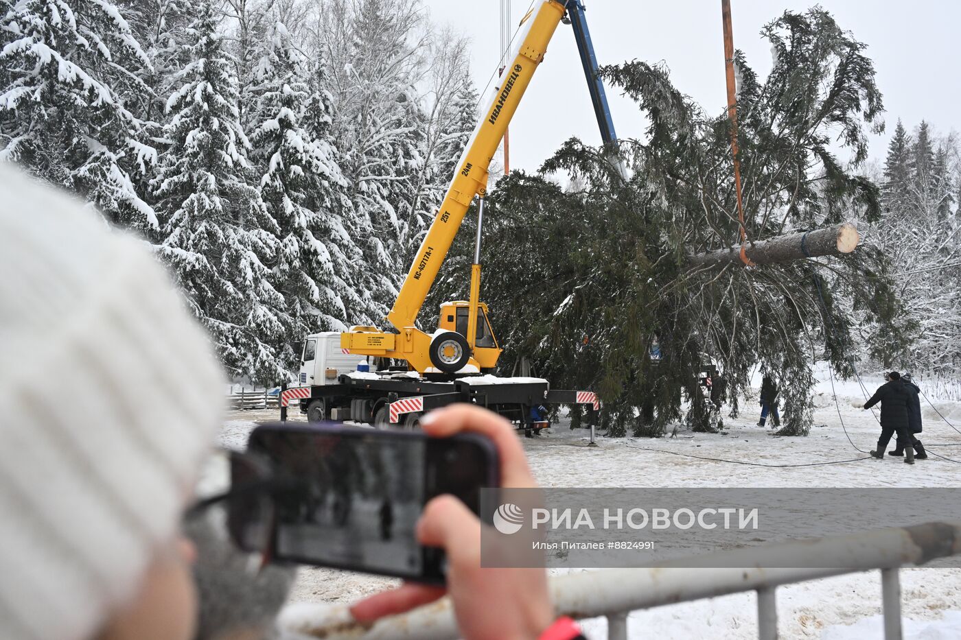 Рубка главной новогодней елки