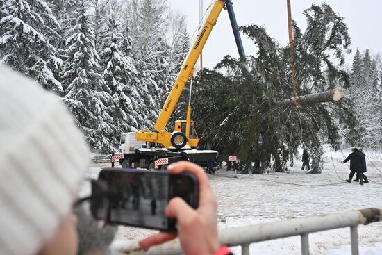 Рубка главной новогодней елки