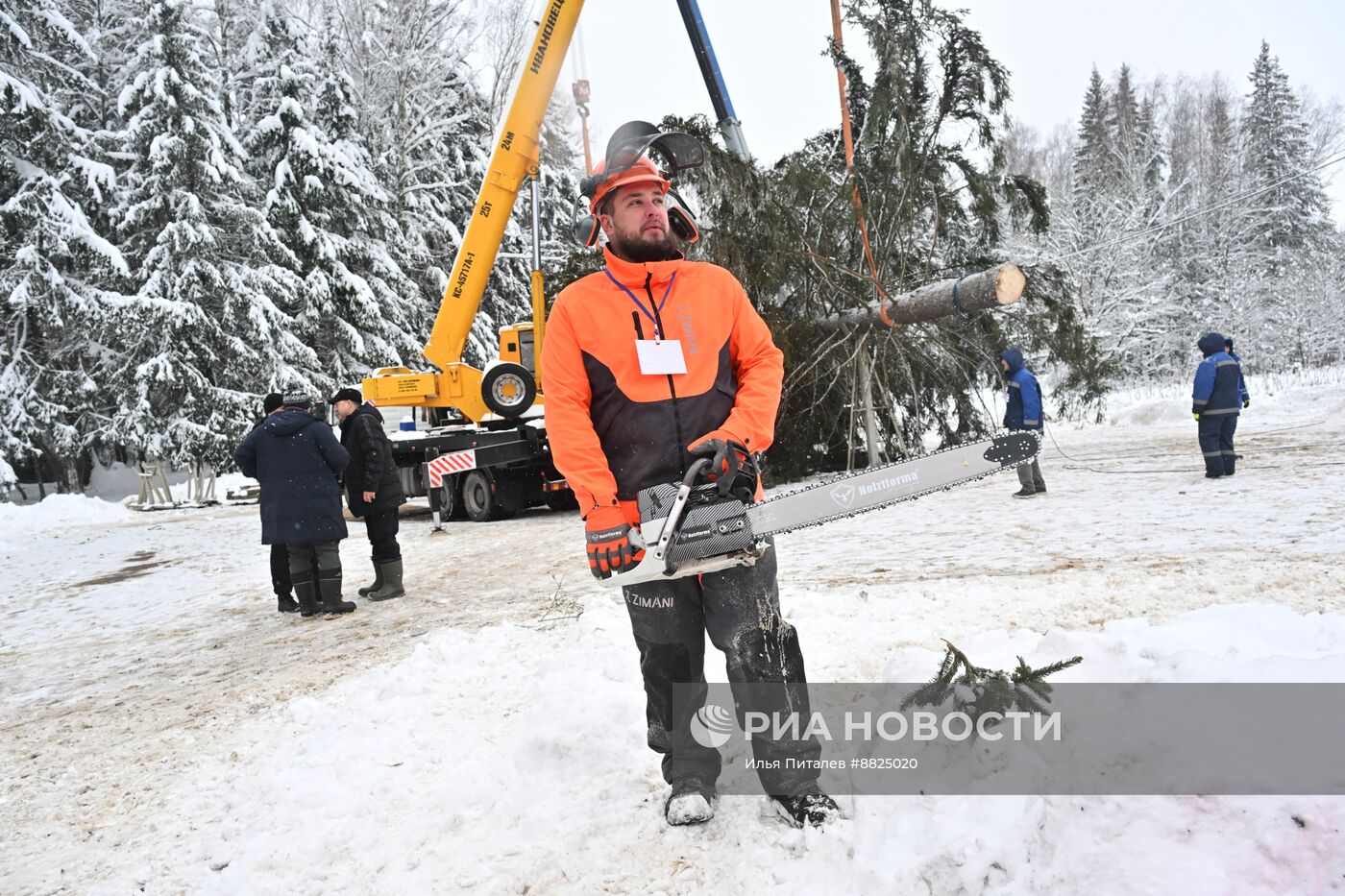 Рубка главной новогодней елки