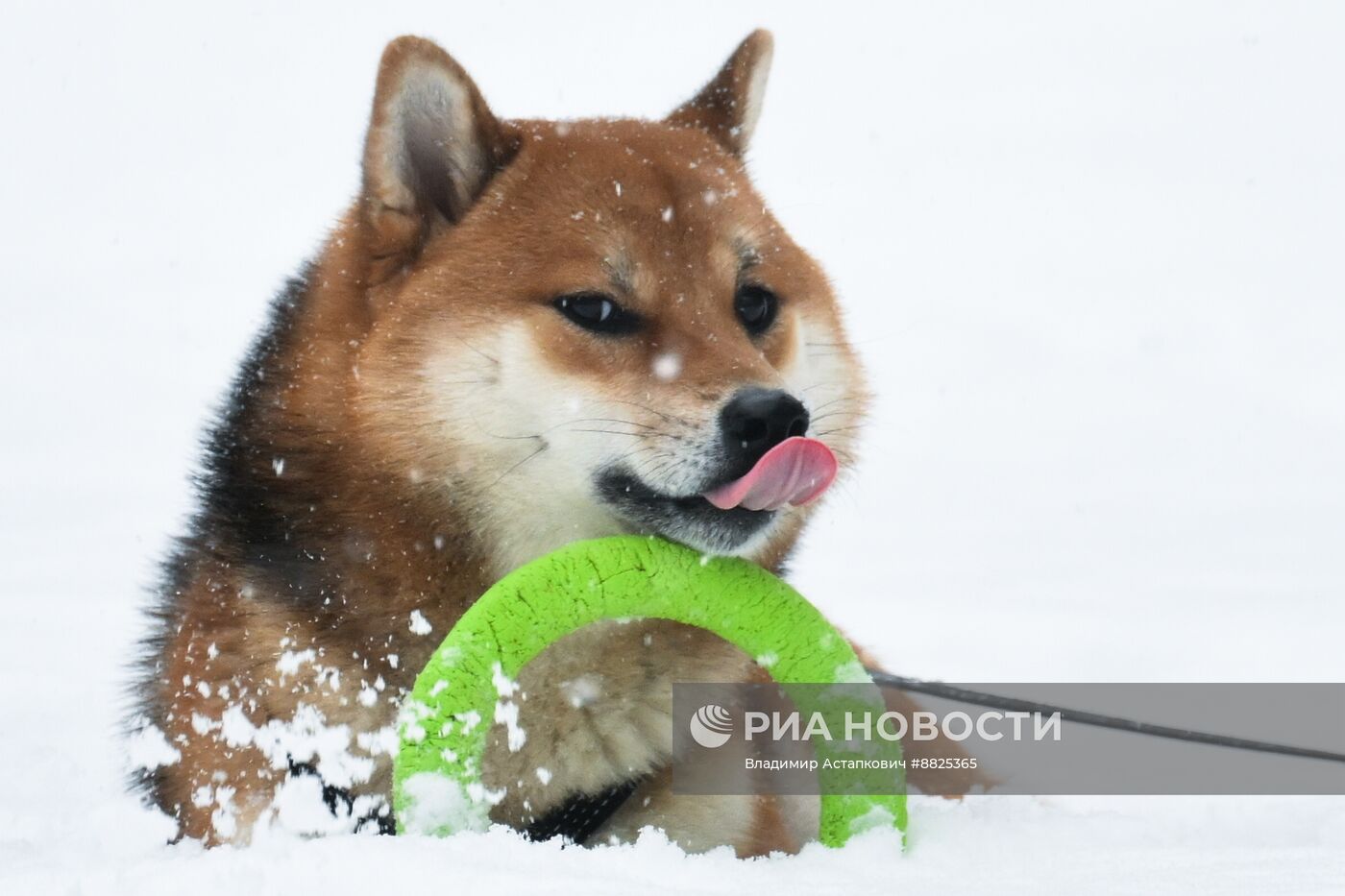 Снег в Москве