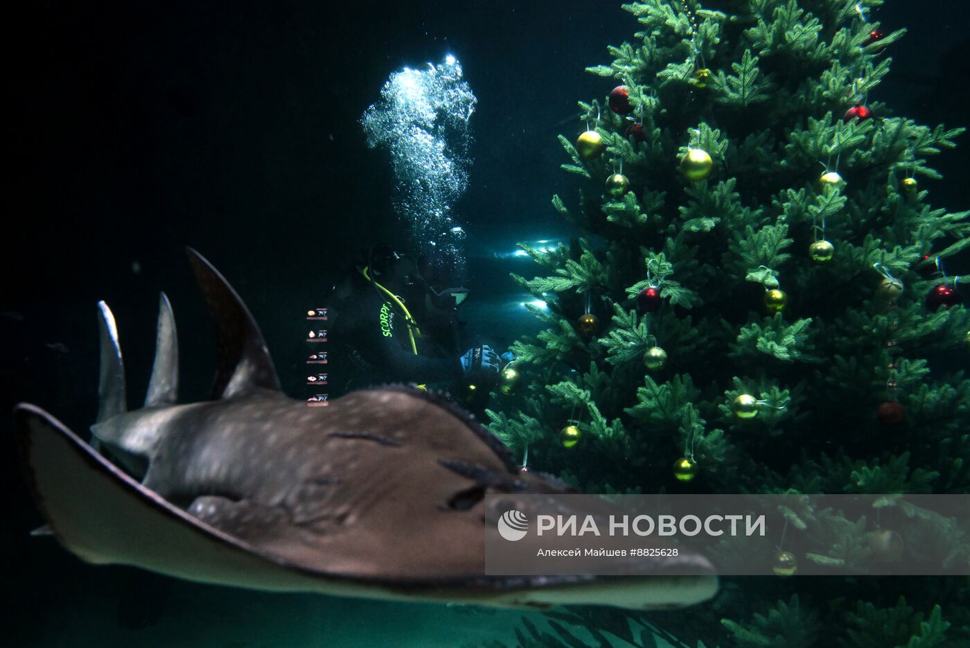 Новогодняя елка в Москвариуме