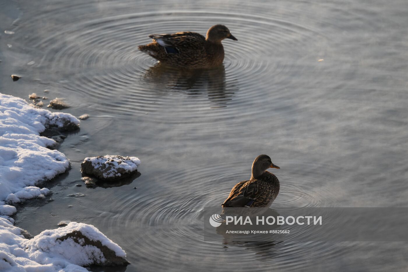 Зима в Новосибирске