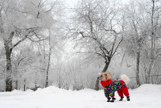 Зима в Новосибирске