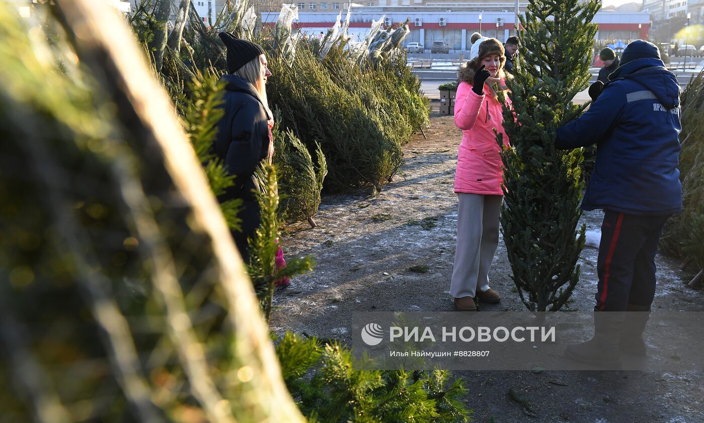 Елочные базары в Красноярске