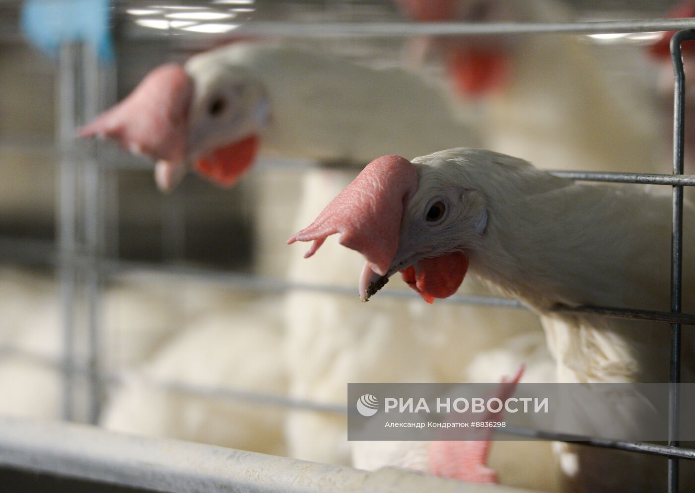 Работа предприятия "Птицефабрика Челябинская"