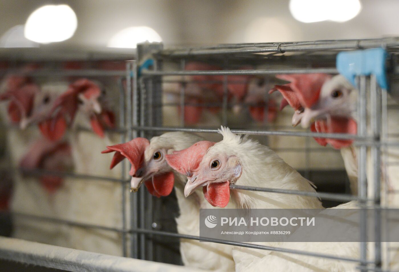 Работа предприятия "Птицефабрика Челябинская"
