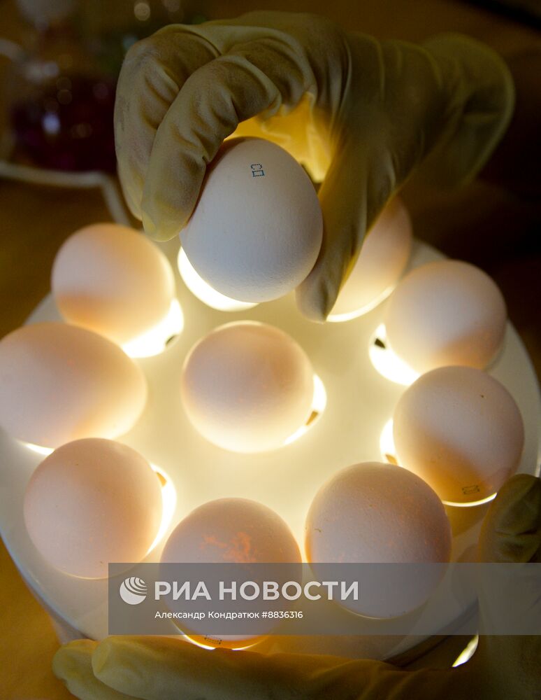 Работа предприятия "Птицефабрика Челябинская"