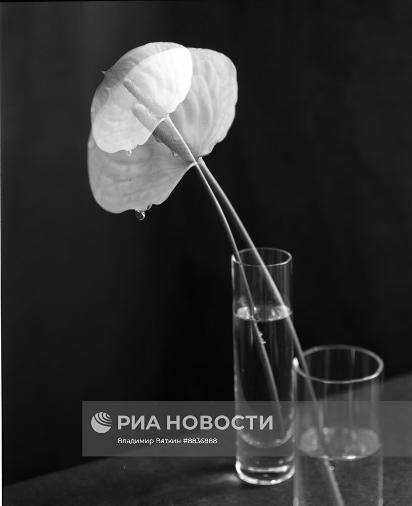 Натюрморт с цветами из авторской серии Владимира Вяткина "Настроение цветов"