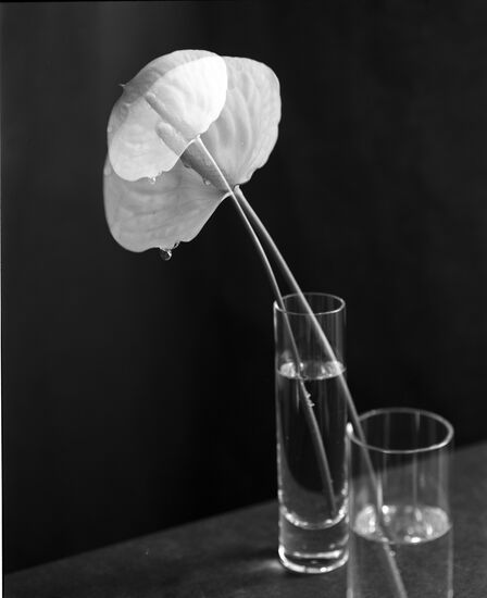 Натюрморт с цветами из авторской серии Владимира Вяткина "Настроение цветов"