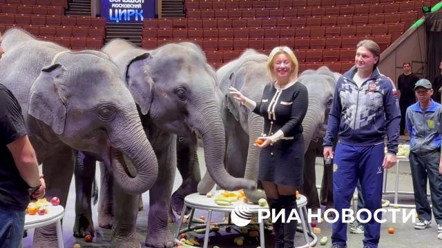 Мария Захарова кормит слонят, подаренных Большому Московскому цирку Мьянмой