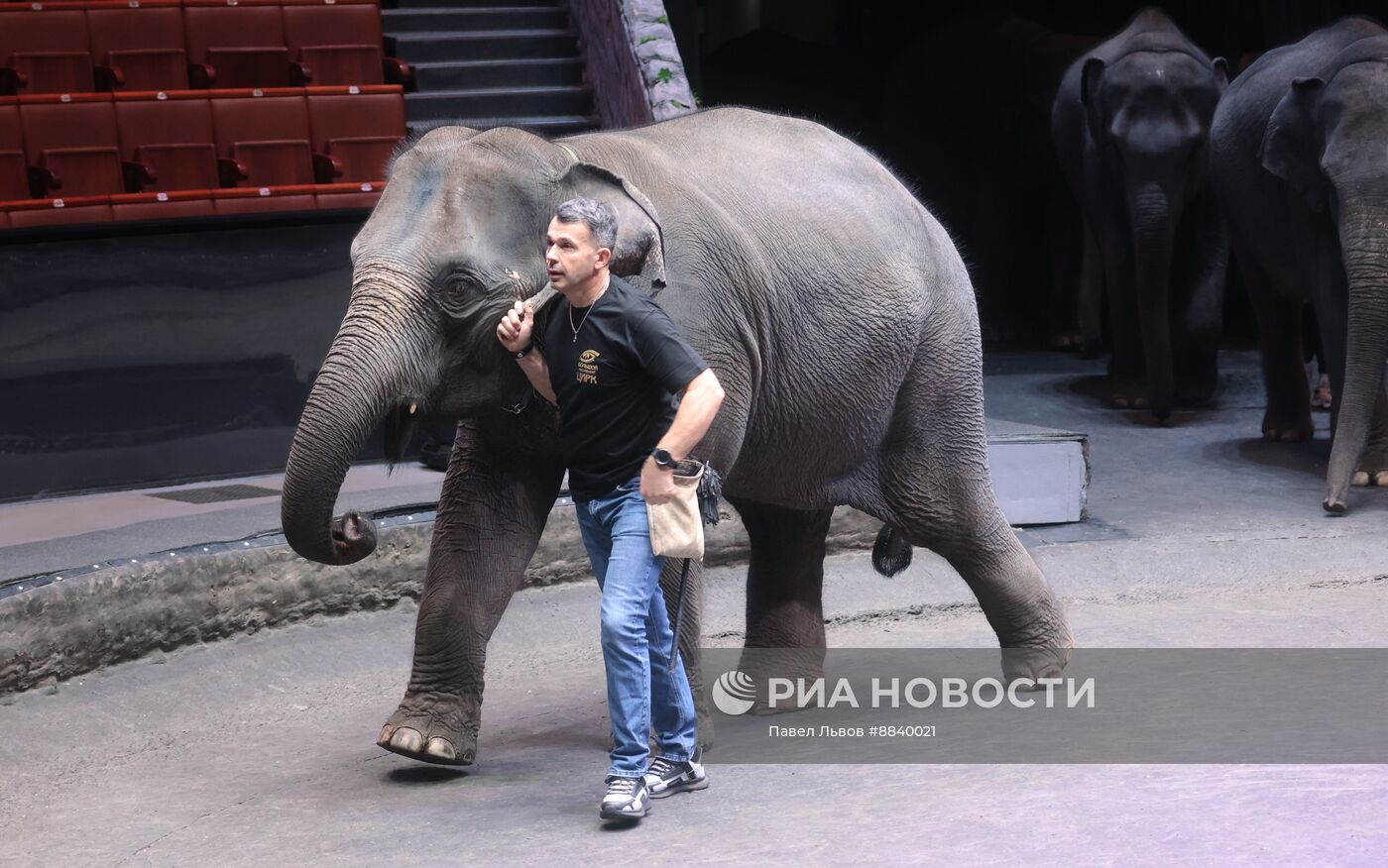 Шесть слонят из Мьянмы привезли в Большой Московский цирк