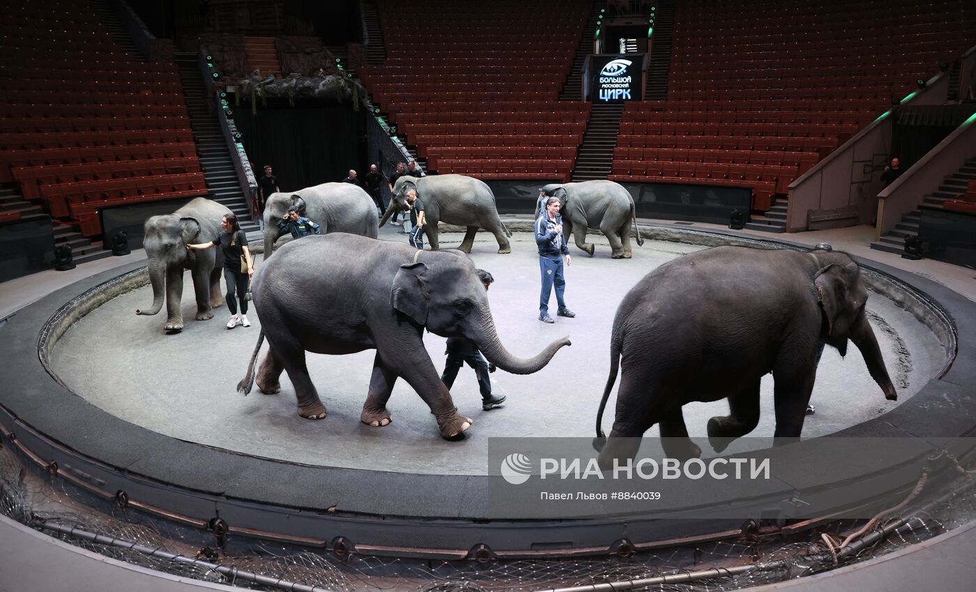 Шесть слонят из Мьянмы привезли в Большой Московский цирк