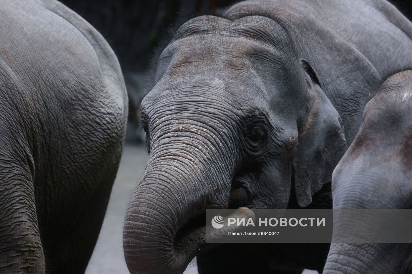 Шесть слонят из Мьянмы привезли в Большой Московский цирк