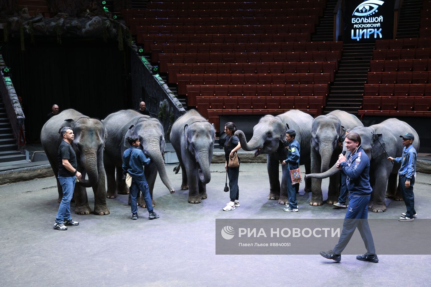 Шесть слонят из Мьянмы привезли в Большой Московский цирк