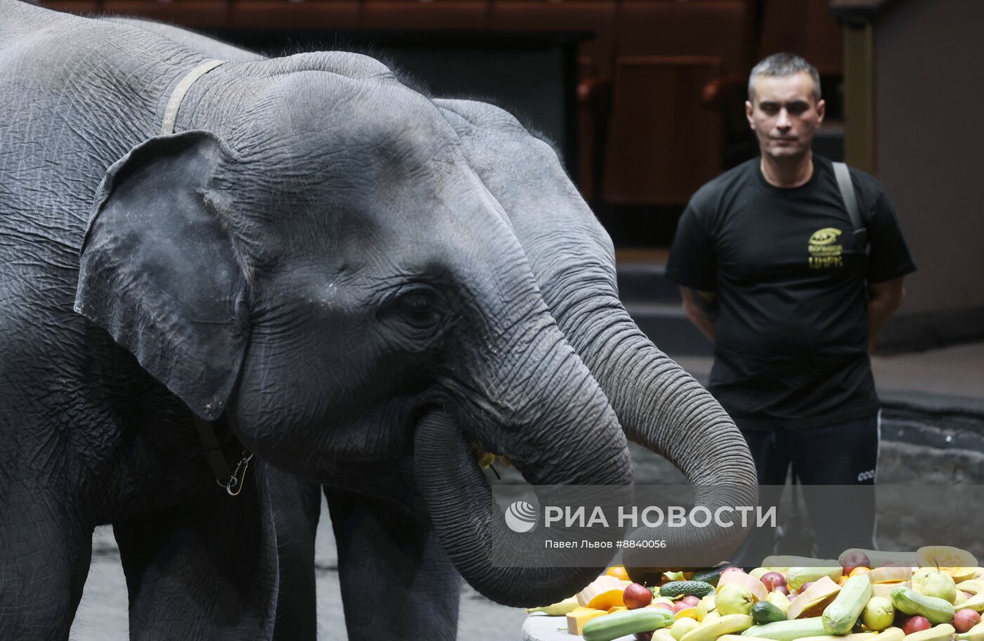 Шесть слонят из Мьянмы привезли в Большой Московский цирк