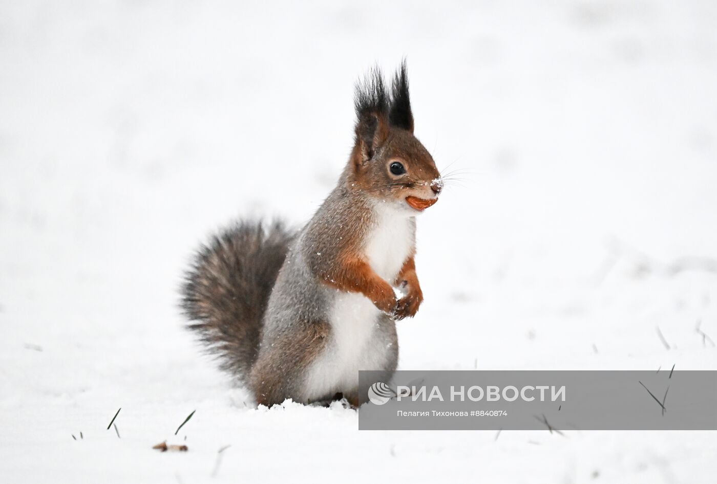 Снег в Москве