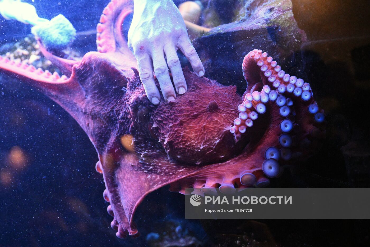 Новые животные в Московском зоопарке