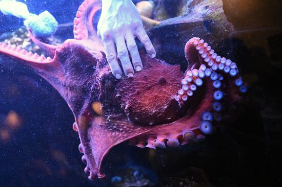 Новые животные в Московском зоопарке