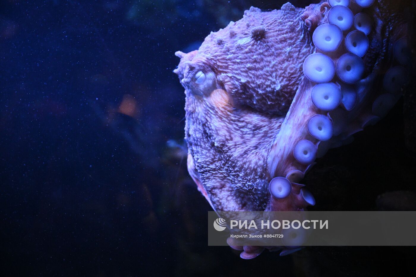 Новые животные в Московском зоопарке