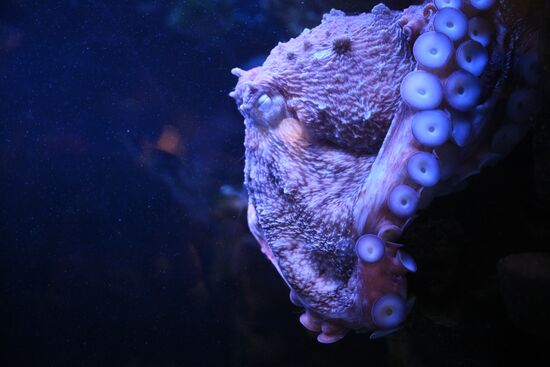 Новые животные в Московском зоопарке