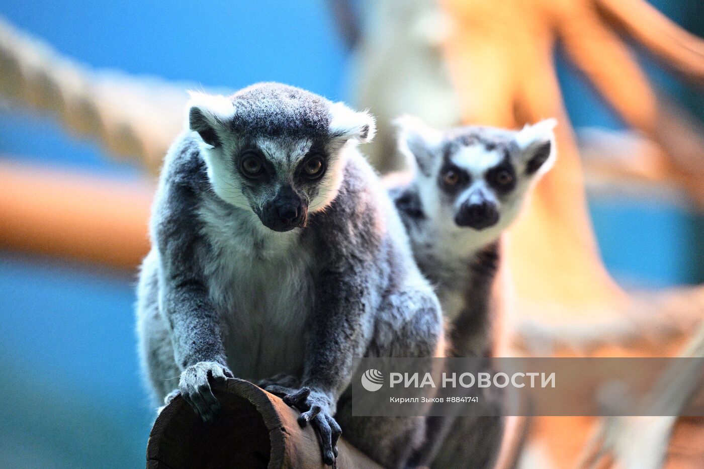 Новые животные в Московском зоопарке