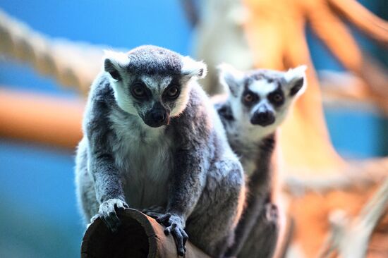 Новые животные в Московском зоопарке