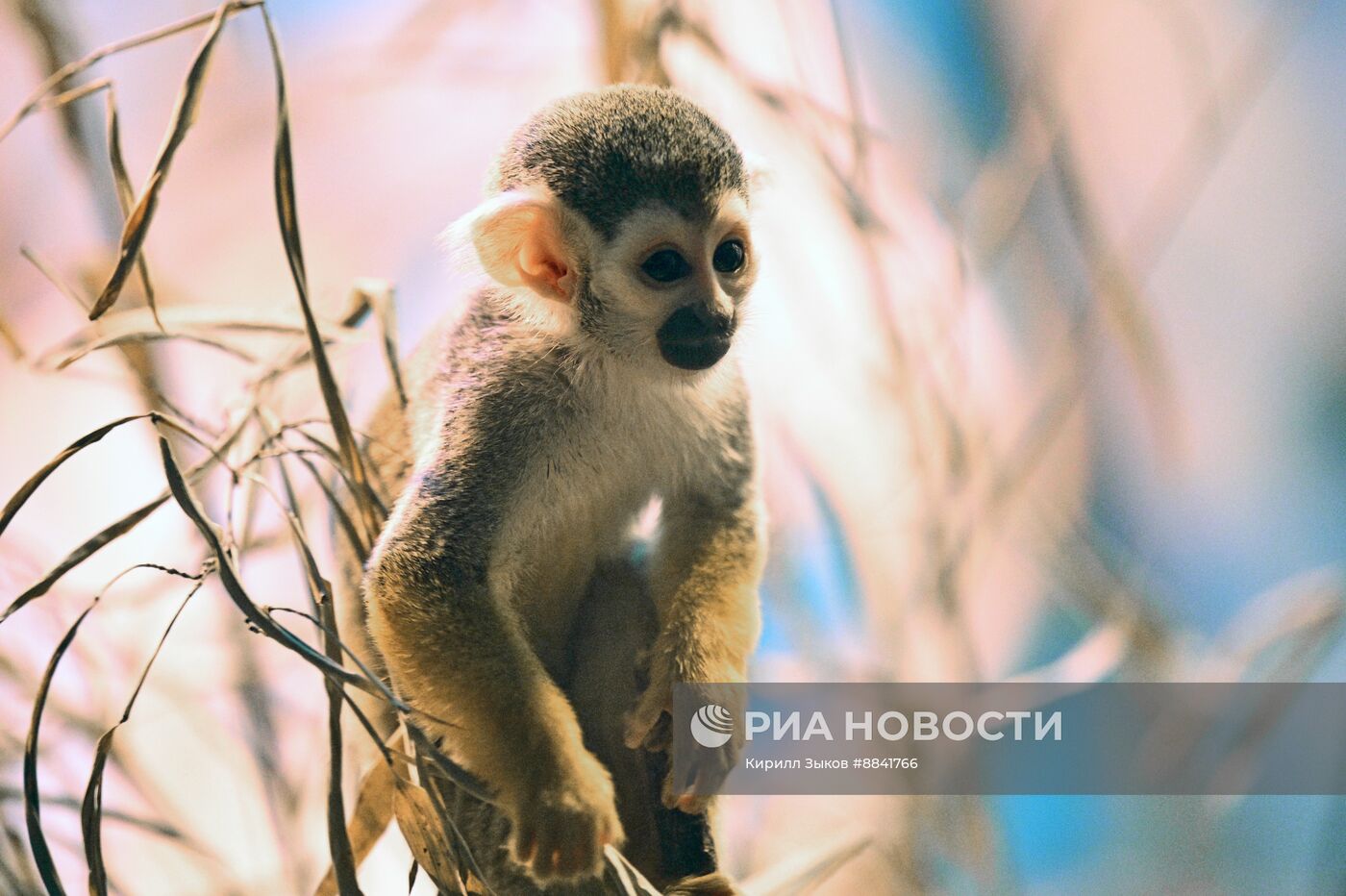Новые животные в Московском зоопарке