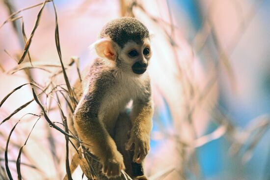 Новые животные в Московском зоопарке