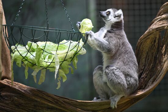 Новые животные в Московском зоопарке