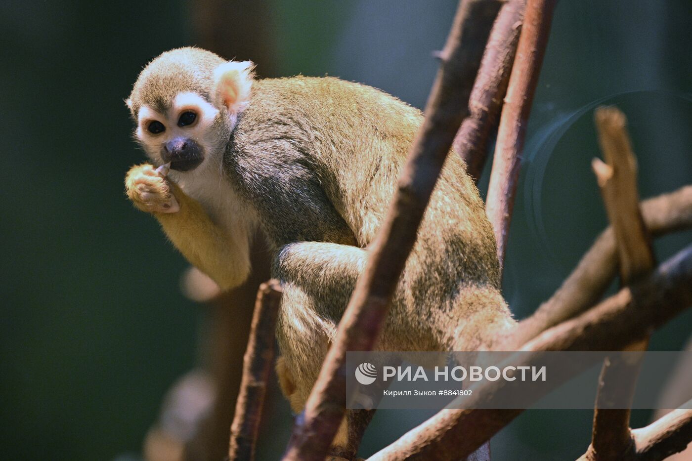 Новые животные в Московском зоопарке