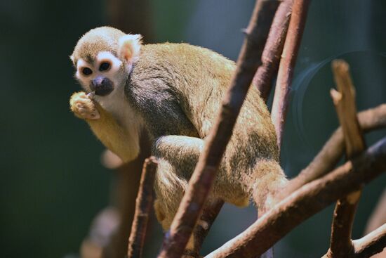 Новые животные в Московском зоопарке