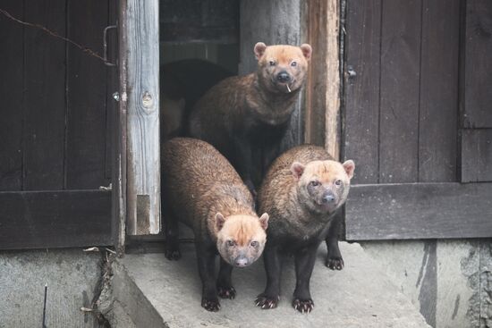 Новые животные в Московском зоопарке