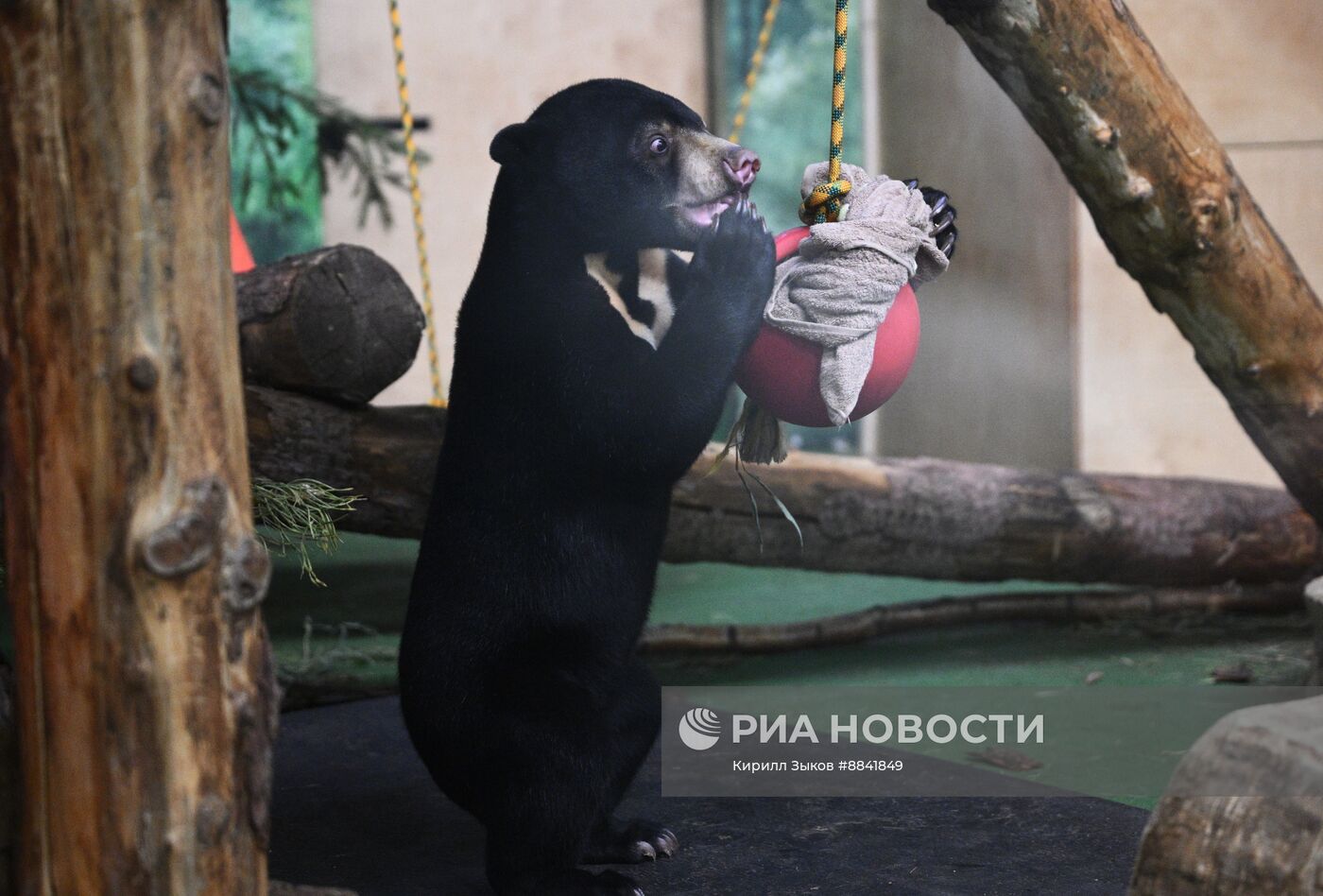 Новые животные в Московском зоопарке