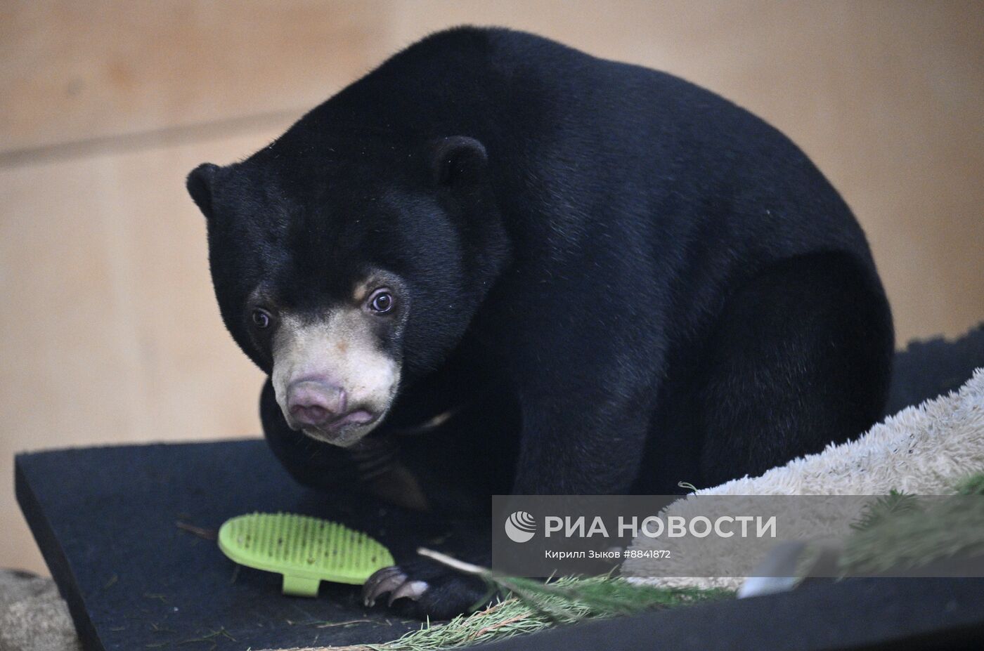 Новые животные в Московском зоопарке