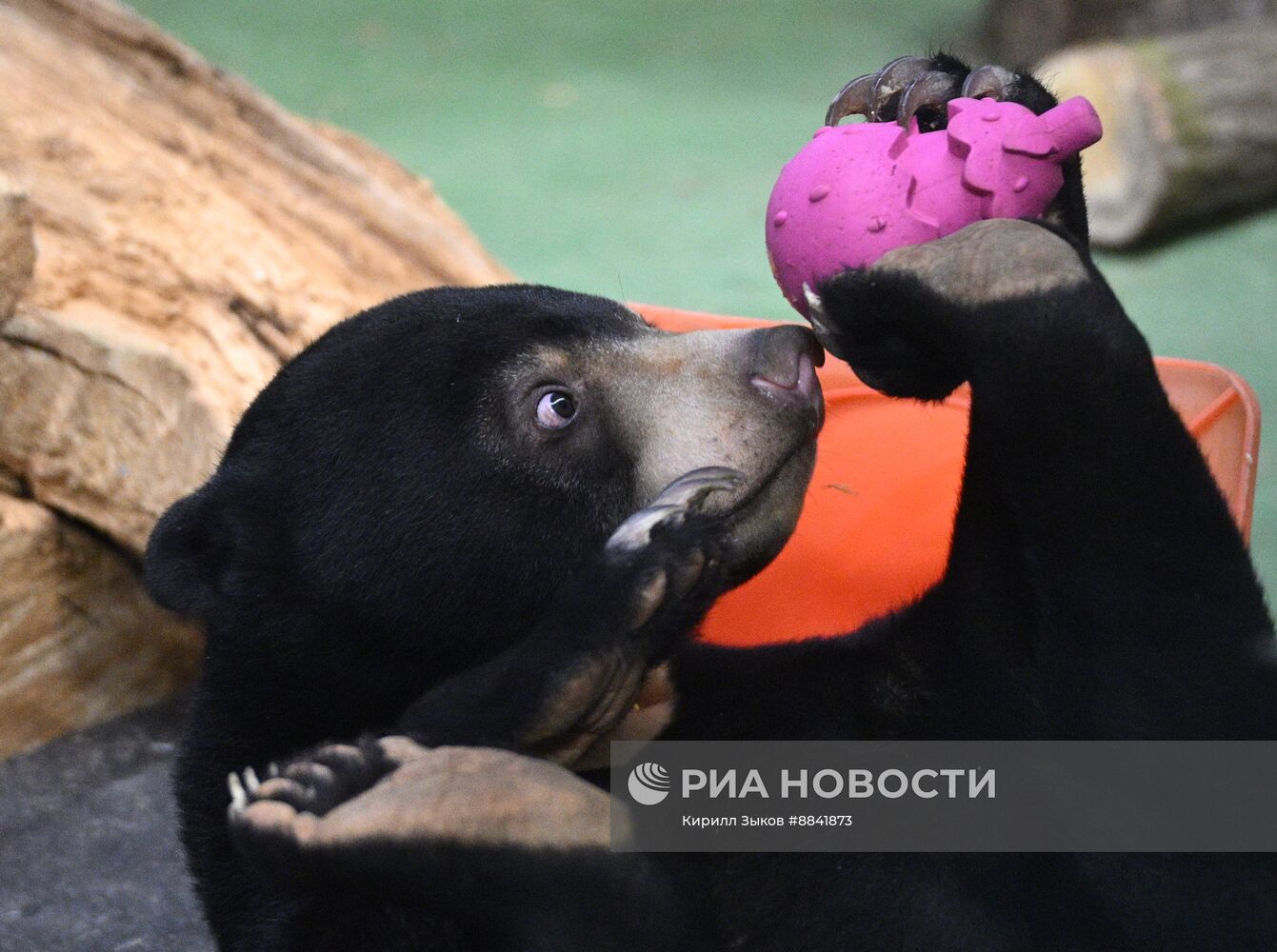 Новые животные в Московском зоопарке